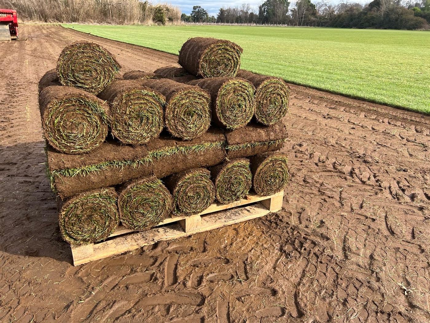 Rollos de césped Festuca recién cosechados en pallet